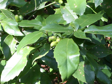 Aucuba japonica