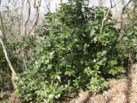 Aucuba japonica