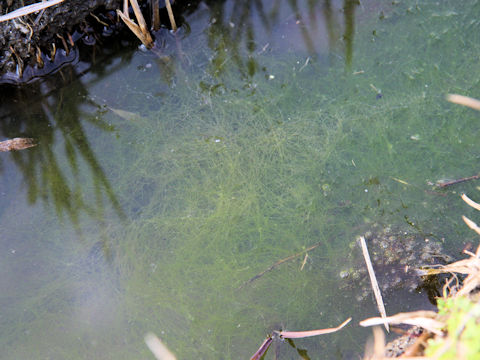 Spirogyra sp.