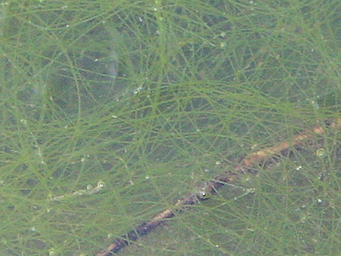 Spirogyra sp.