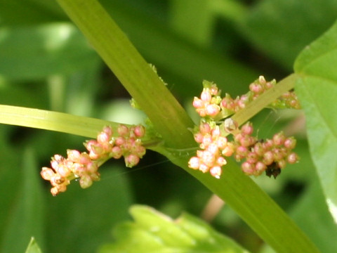 Pilea mongolica