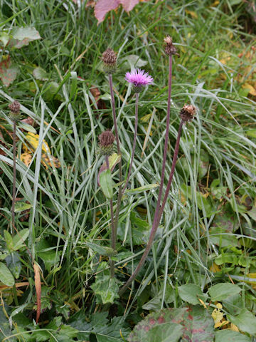 Cirsium aomorense