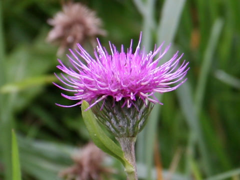 Cirsium aomorense