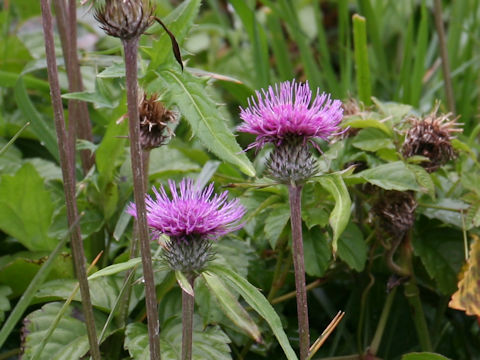 Cirsium aomorense