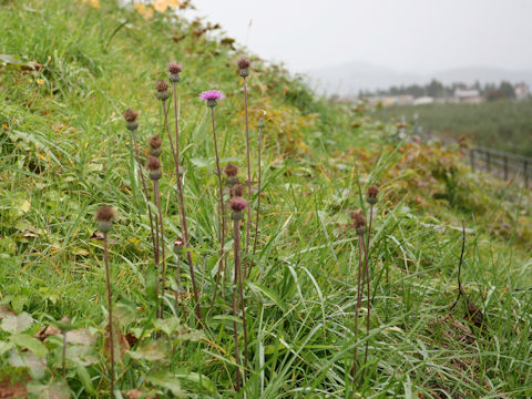 Cirsium aomorense