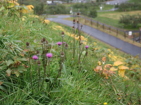 Cirsium aomorense