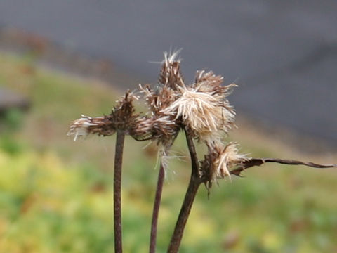 Cirsium aomorense