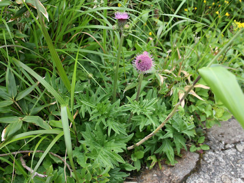 Cirsium aomorense