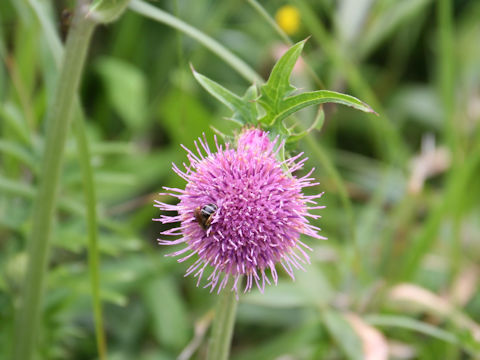 Cirsium aomorense