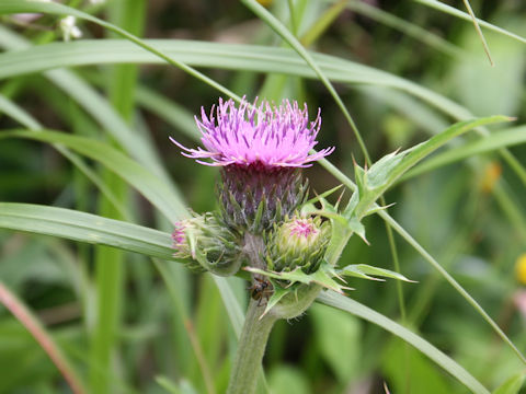 Cirsium aomorense