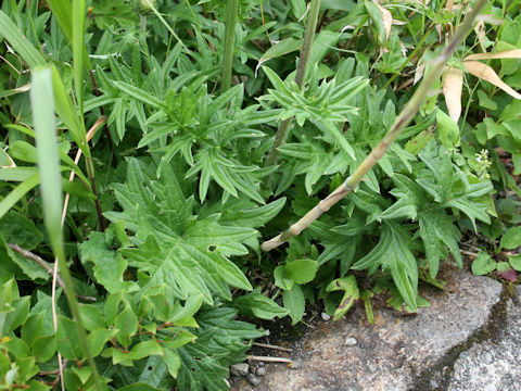 Cirsium aomorense