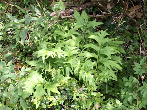 Cirsium aomorense