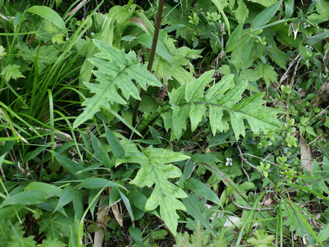 Cirsium aomorense