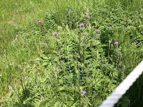 Cirsium aomorense