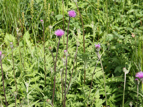 Cirsium aomorense