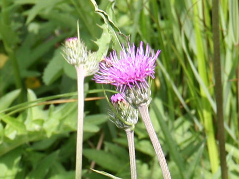 Cirsium aomorense