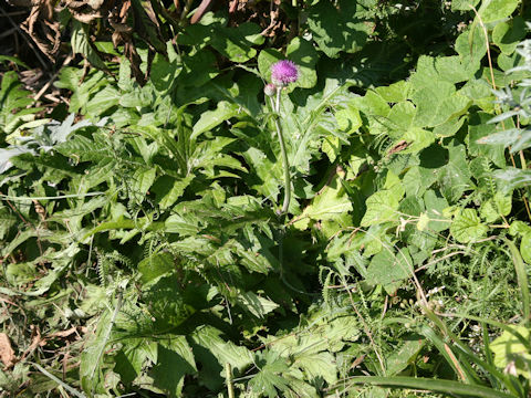 Cirsium aomorense