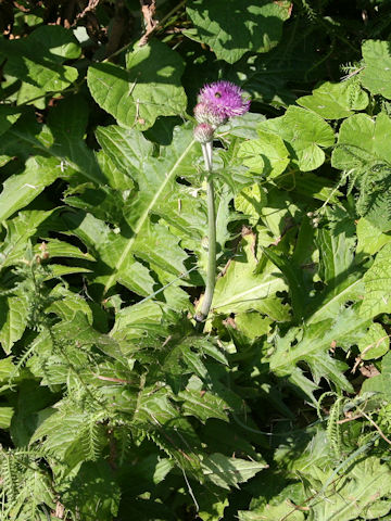 Cirsium aomorense