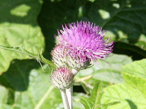 Cirsium aomorense