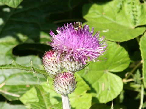 Cirsium aomorense