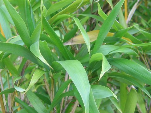 Semiarundinaria fastuosa var. viridis