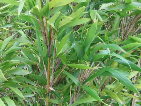 Semiarundinaria fastuosa var. viridis