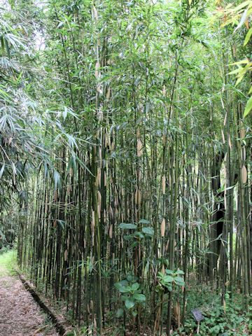 Semiarundinaria fastuosa var. viridis