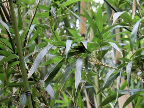 Semiarundinaria fastuosa var. viridis