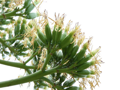 Agave americana