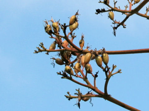 Agave americana