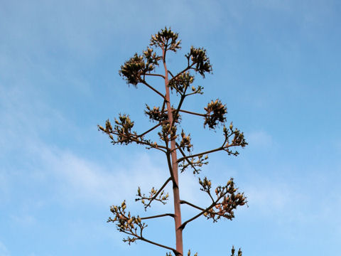 Agave americana