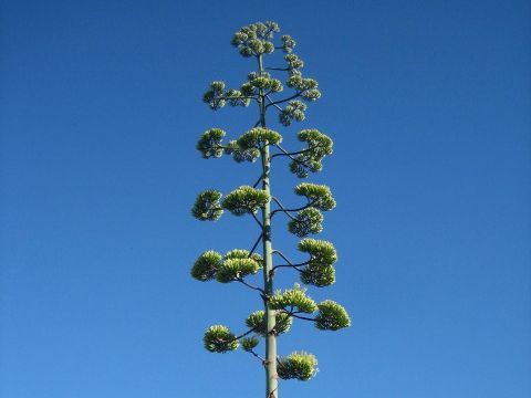 Agave americana