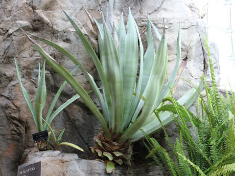 Agave americana