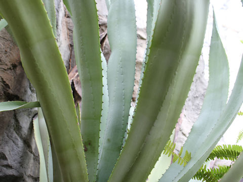 Agave americana