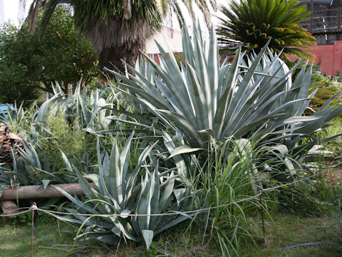 Agave americana