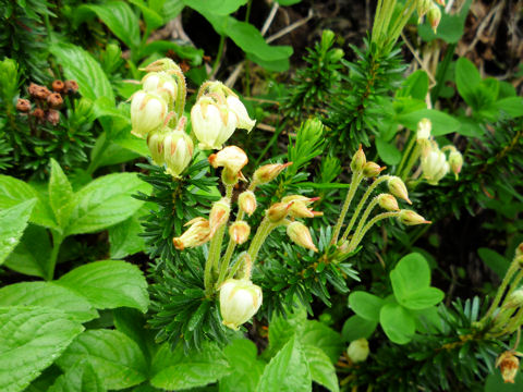 Phyllodoce aleutica