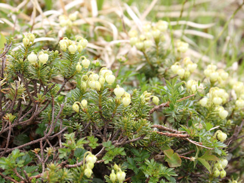 Phyllodoce aleutica