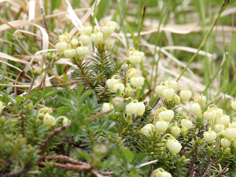 Phyllodoce aleutica