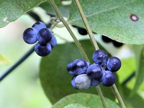 Cocculus trilobus