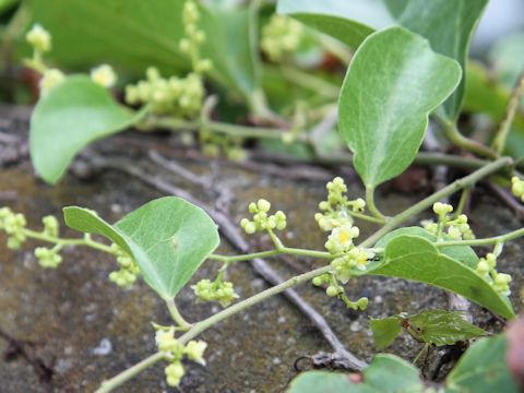 Cocculus trilobus