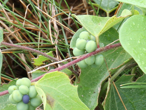 Cocculus trilobus