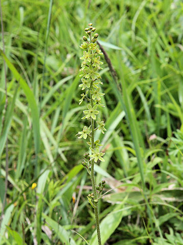 Veratrum maackii var. parviflorum