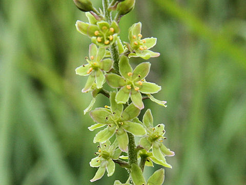 Veratrum maackii var. parviflorum