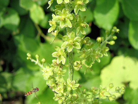 Veratrum maackii var. parviflorum