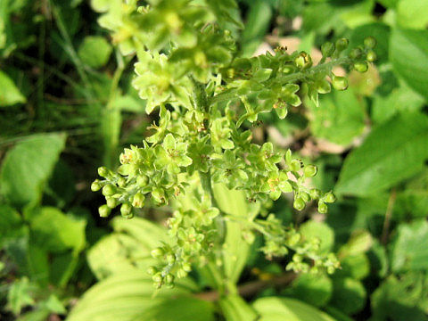 Veratrum maackii var. parviflorum