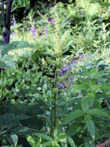 Veratrum maackii var. parviflorum