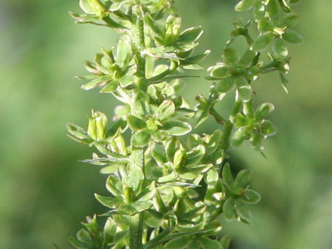 Veratrum maackii var. parviflorum