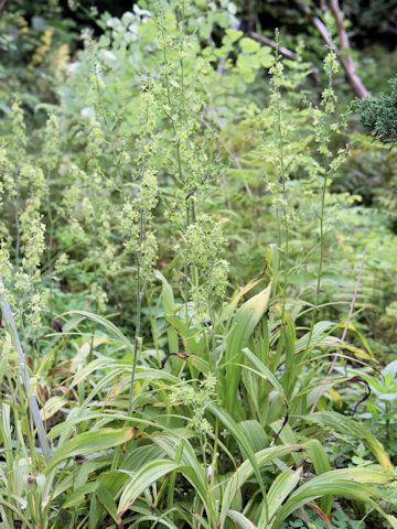 Veratrum maackii var. parviflorum