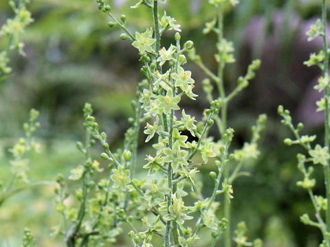 Veratrum maackii var. parviflorum