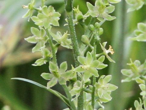 Veratrum maackii var. parviflorum